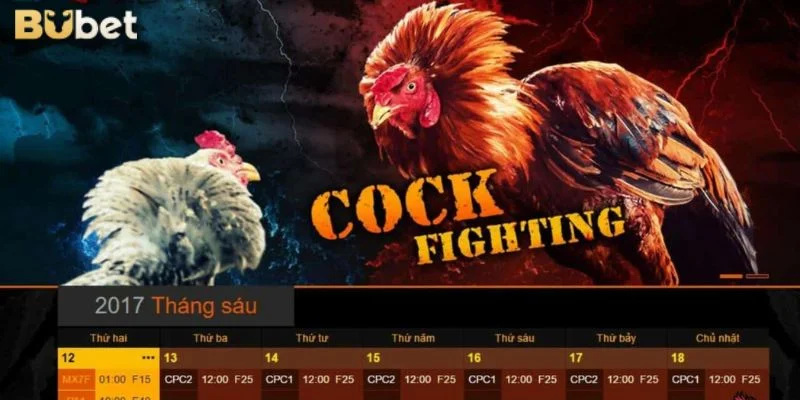 Cá Cược Đá Gà: Nhập Môn Gà Đá Tân Thủ BUBET Cần Nắm Gì?