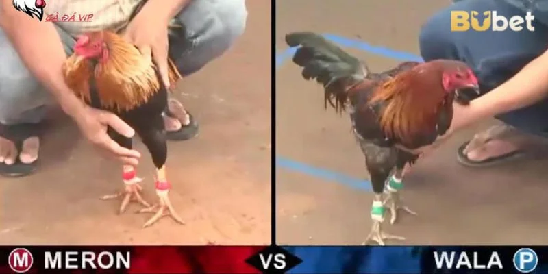 Những hình thức cá cược đá gà trực tiếp được nhiều cược chờ đón nhất hiện tại.