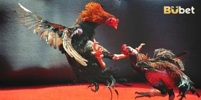 Tổng hợp các bí kíp chơi chợi kê trực tiếp được nhiều cao thủ chia sẻ.