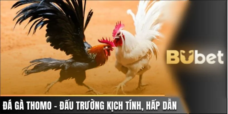 Cược đá gà với lối chơi gấp thếp sẽ phát huy hết công năng khi bạn có suy tính rõ ràng.