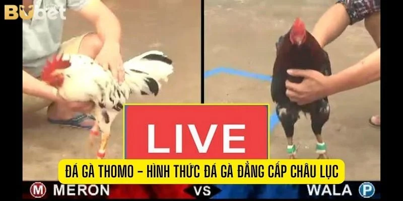 Đá gà Thomo là hình thức cược ăn tiền hấp dẫn hàng đầu hiện nay.