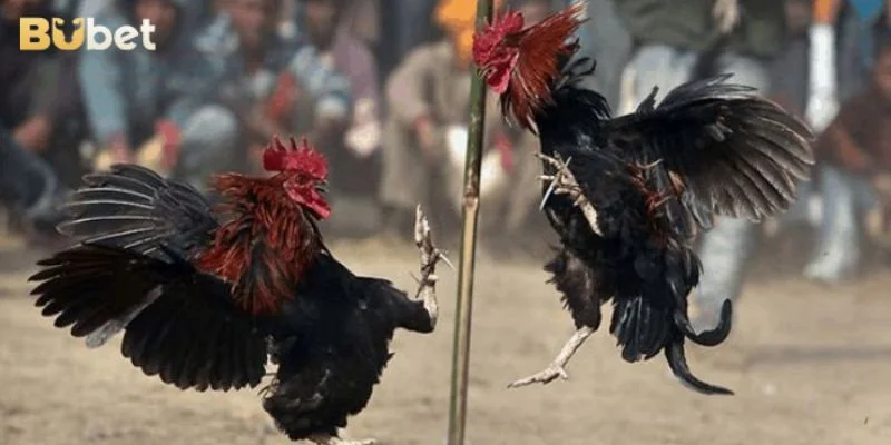 Mẹo cược đá gà Thomo cần quan sát kỹ diễn biến trận đấu.