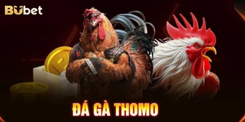 Hé Lộ 5+ Mẹo Cược Đá Gà Thomo Từ Cao Thủ Tại BUBET